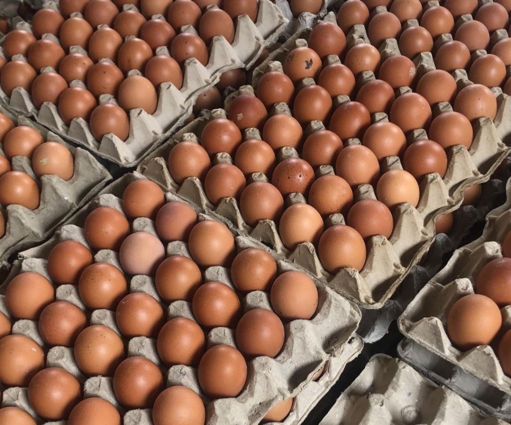 Telur Ayam Ras di SRC Dava Lubuk Pakam